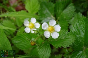 Fragaria vesca